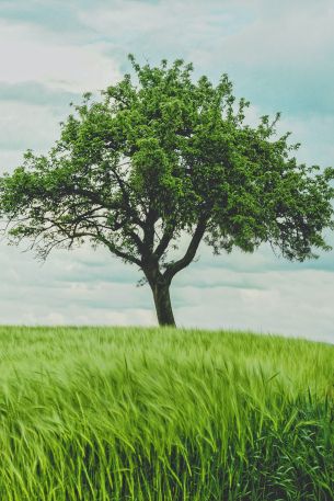 tree, field, landscape Wallpaper 640x960