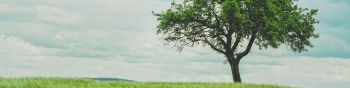 tree, field, landscape Wallpaper 1590x400