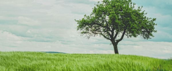 tree, field, landscape Wallpaper 3440x1440