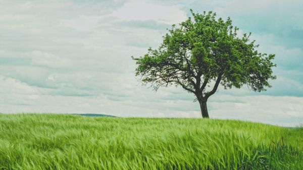 tree, field, landscape Wallpaper 1920x1080