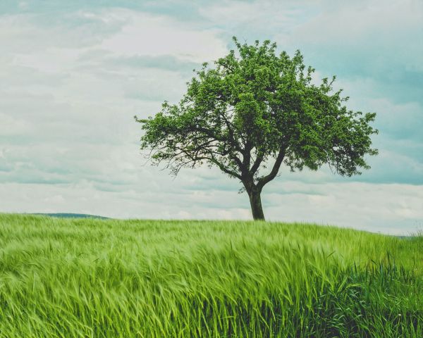 tree, field, landscape Wallpaper 1280x1024