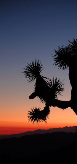 Keys View, Desert Hot Springs, USA Wallpaper 1080x2280