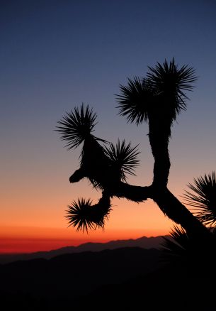 Keys View, Desert Hot Springs, USA Wallpaper 1640x2360