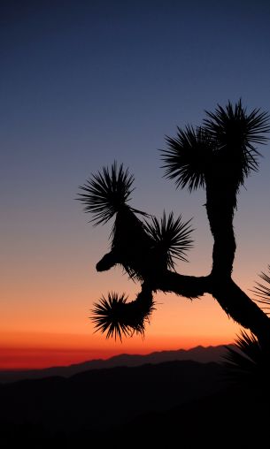 Keys View, Desert Hot Springs, USA Wallpaper 1200x2000