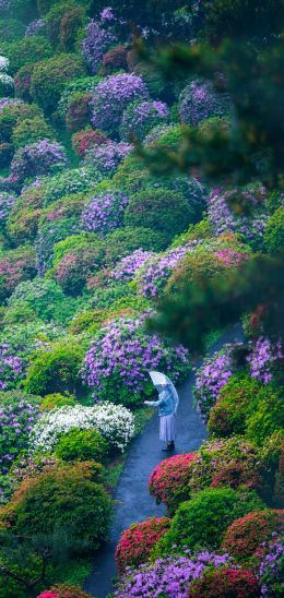 Ome, Tokyo, Japan Wallpaper 1440x3040