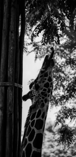 giraffe, african animal Wallpaper 1080x2220