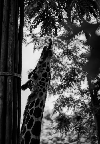 giraffe, african animal Wallpaper 1668x2388