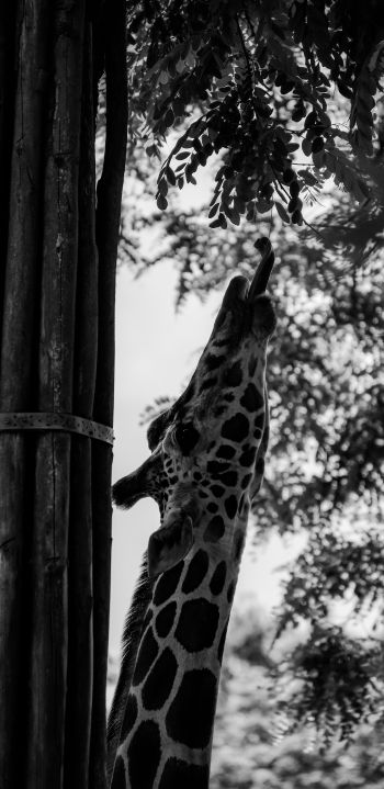 giraffe, african animal Wallpaper 1080x2220