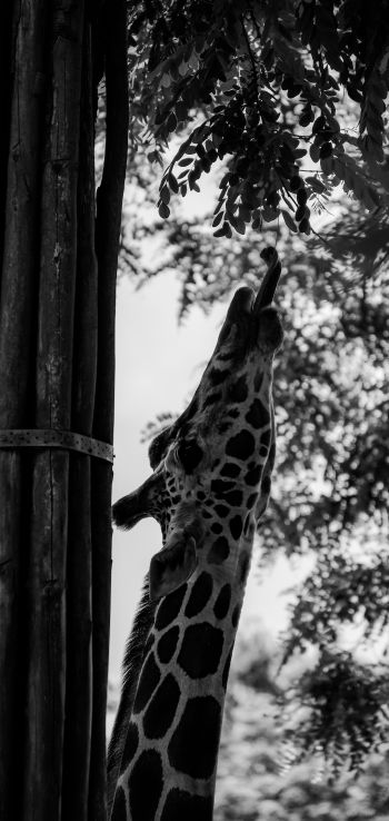 giraffe, african animal Wallpaper 1080x2280