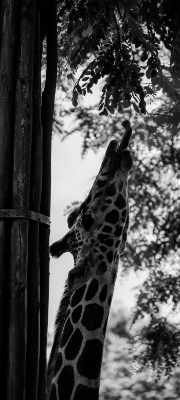 giraffe, african animal Wallpaper 1080x2400
