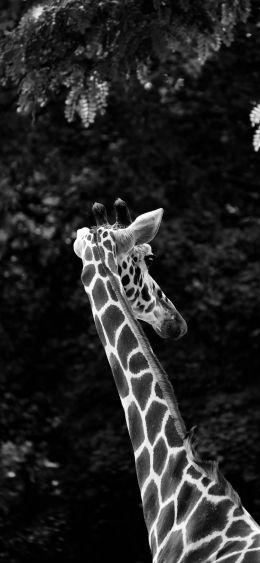 zoo, giraffe Wallpaper 1080x2340