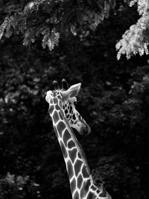 Обои 1668x2224 зоопарк, жираф