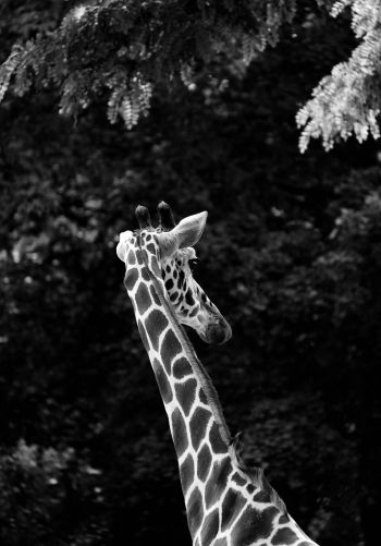 Обои 1668x2388 зоопарк, жираф