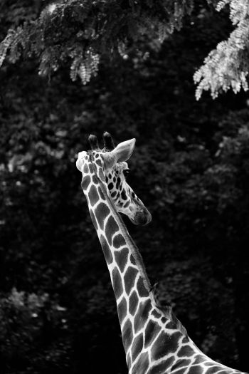 Обои 640x960 зоопарк, жираф