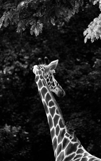 Обои 1752x2800 зоопарк, жираф