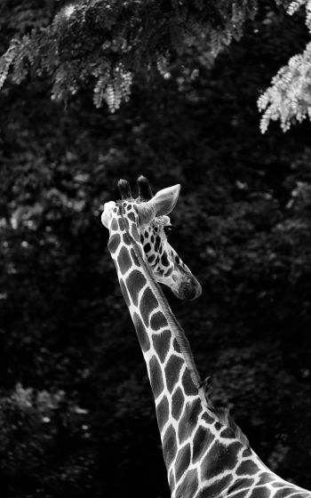 zoo, giraffe Wallpaper 800x1280