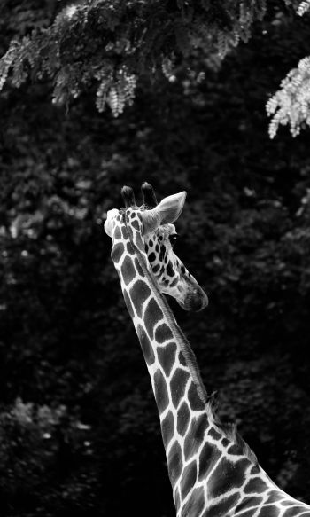zoo, giraffe Wallpaper 1200x2000