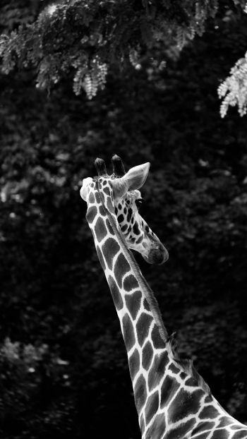 zoo, giraffe Wallpaper 1440x2560