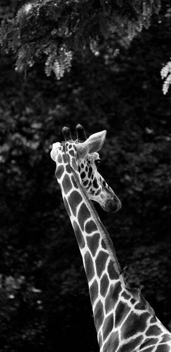 zoo, giraffe Wallpaper 1440x2960