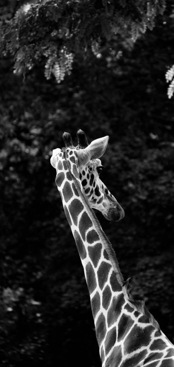 zoo, giraffe Wallpaper 720x1520