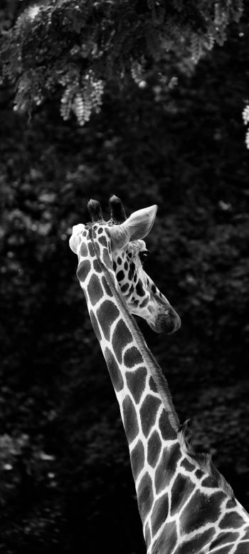 zoo, giraffe Wallpaper 1440x3200