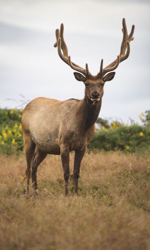 deer, wild animal Wallpaper 1200x2000