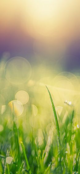 grass, field, green Wallpaper 1080x2340