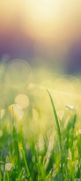 grass, field, green Wallpaper 720x1600