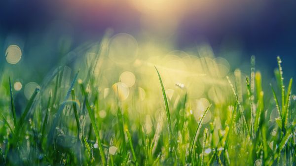 grass, field, green Wallpaper 1600x900