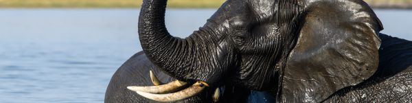 Okavango Delta, Botswana Wallpaper 1590x400