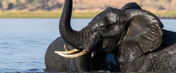 Okavango Delta, Botswana Wallpaper 3440x1440