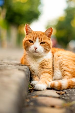 Bern, Switzerland, street cat Wallpaper 640x960