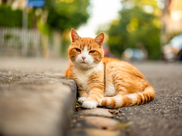 Bern, Switzerland, street cat Wallpaper 1024x768