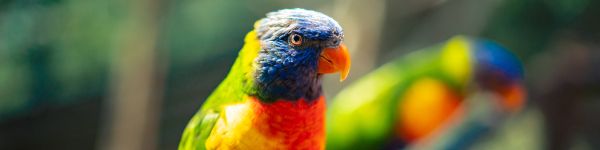 Zoo, Zurich, Switzerland, parrot Wallpaper 1590x400