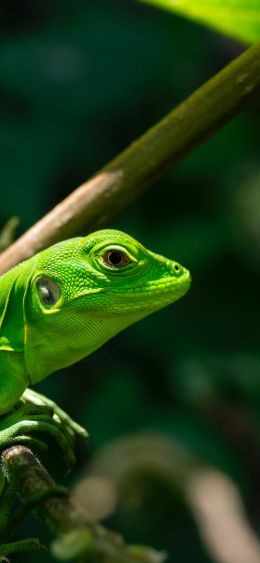 green lizard Wallpaper 1080x2340