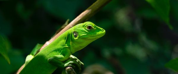 green lizard Wallpaper 3440x1440