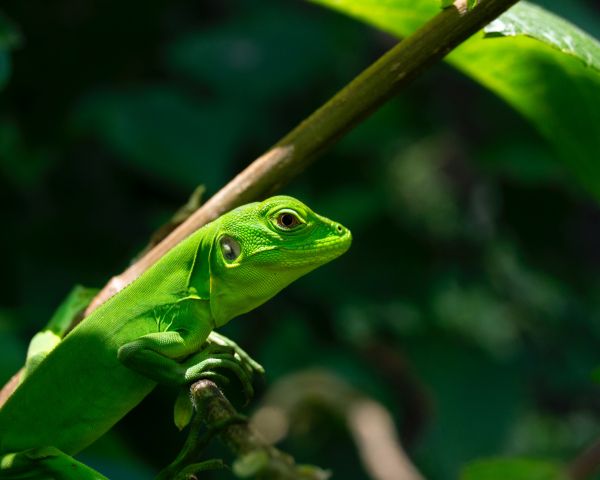 green lizard Wallpaper 1280x1024