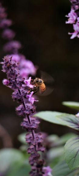 insect, bee Wallpaper 1440x3200