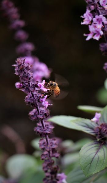 insect, bee Wallpaper 600x1024