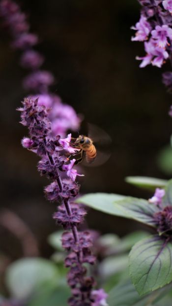 insect, bee Wallpaper 640x1136