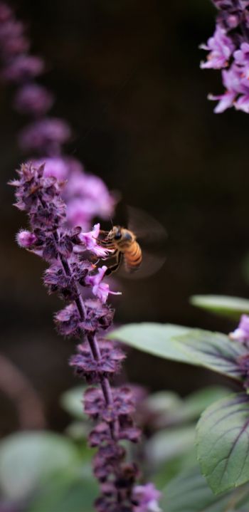 insect, bee Wallpaper 1080x2220