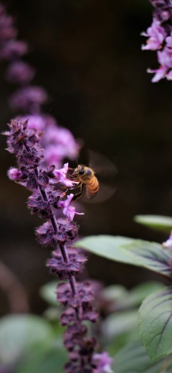 Обои 1242x2688 насекомое, пчела