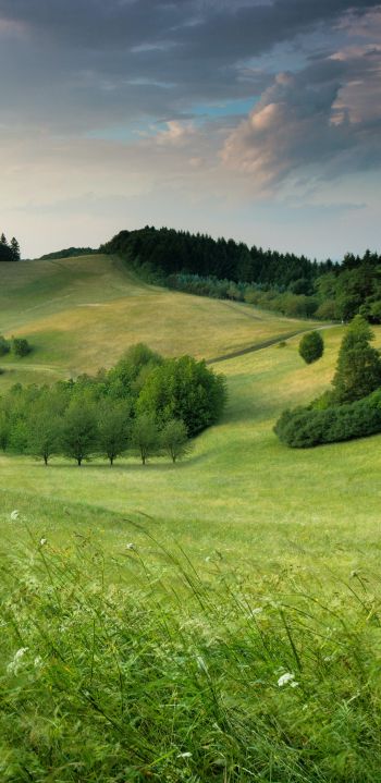 landscape, field, hill Wallpaper 1440x2960