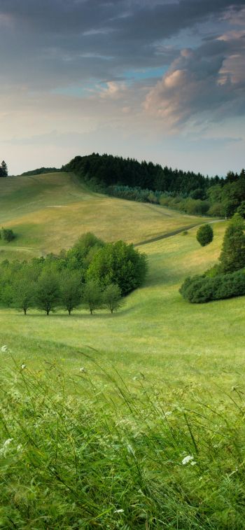 landscape, field, hill Wallpaper 1125x2436