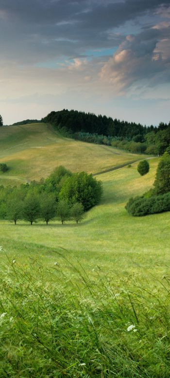 landscape, field, hill Wallpaper 1440x3200