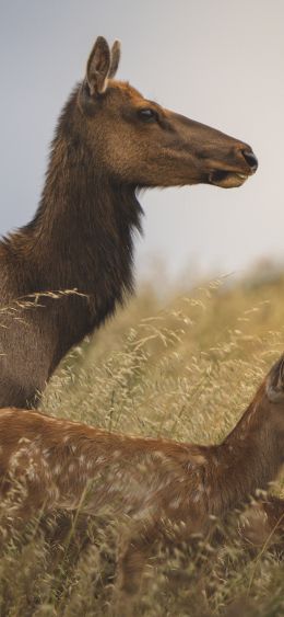 wild nature, antelope Wallpaper 1080x2340