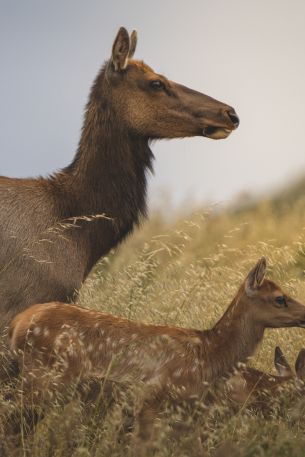 wild nature, antelope Wallpaper 640x960