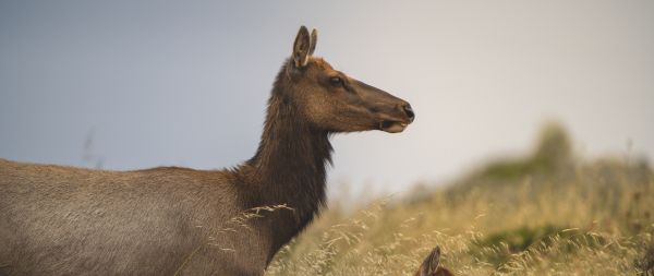 wild nature, antelope Wallpaper 2560x1080