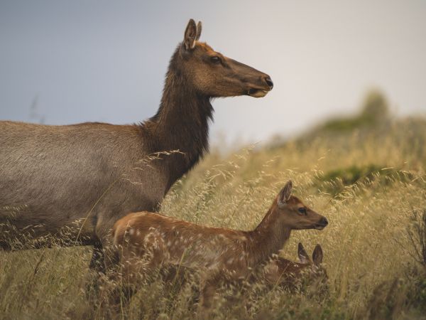 wild nature, antelope Wallpaper 800x600