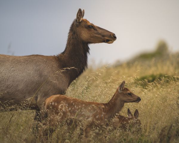 wild nature, antelope Wallpaper 1280x1024